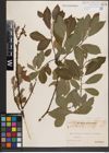 Foto von Salix cinerea L.